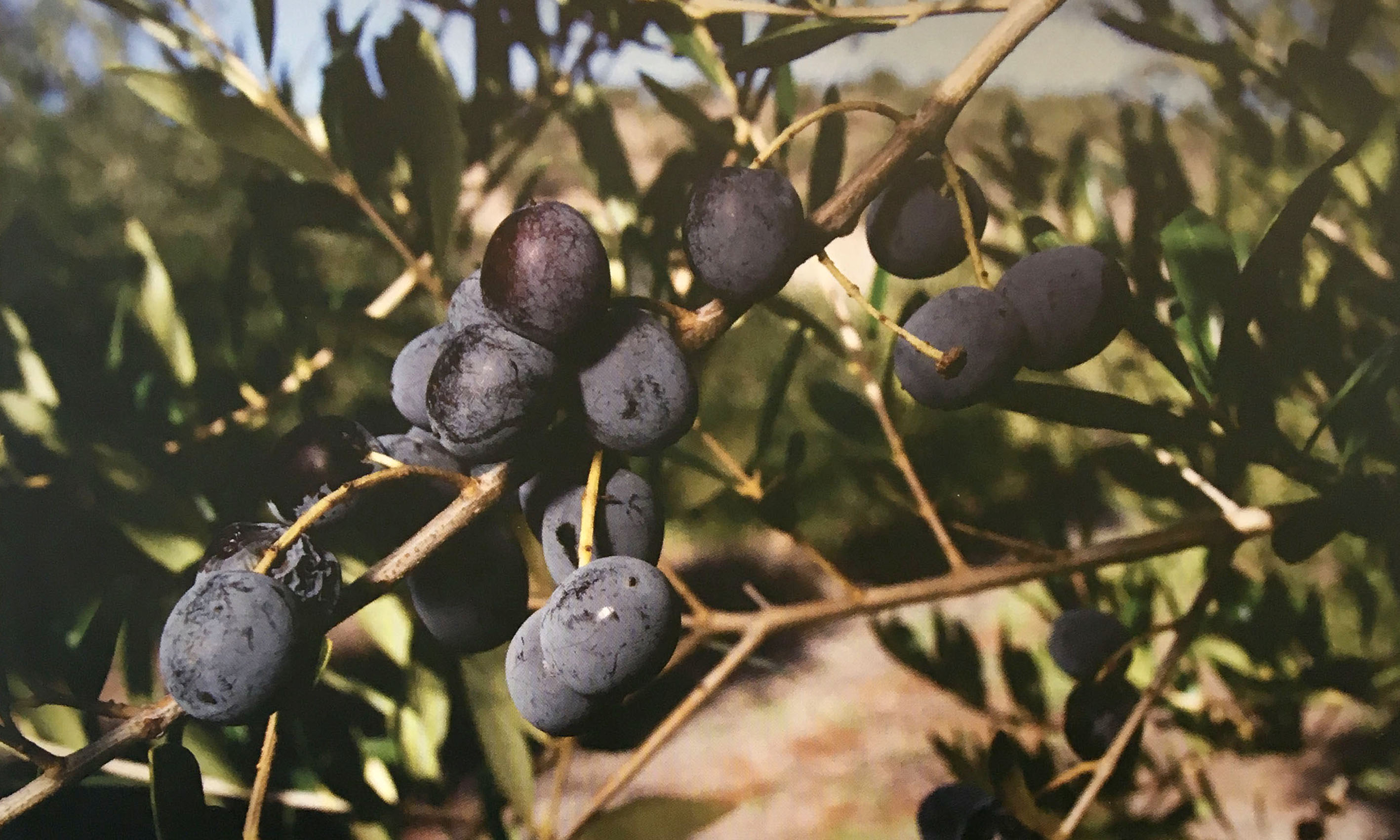 Arbequina