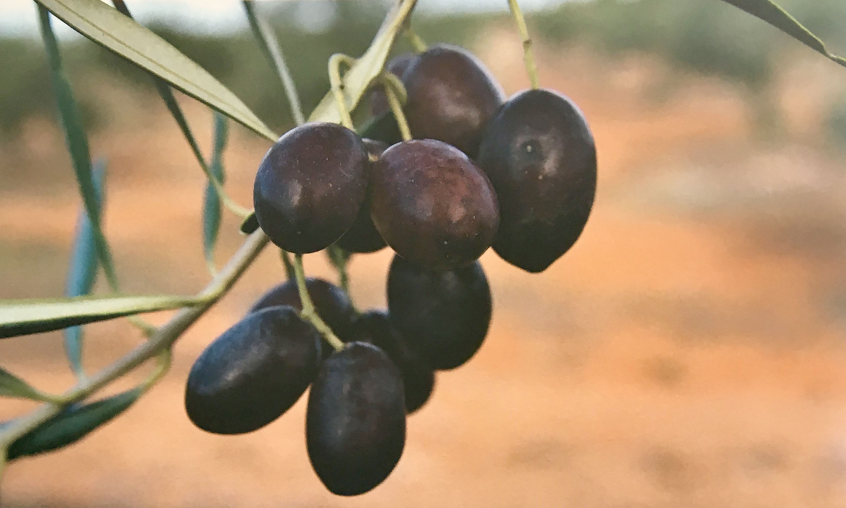 Cobrançosa